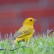 Icono de programa: Bird Singing: Canary