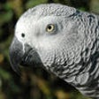 Icon of program: Parrot Care