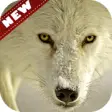 Icon of program: Arctic wolf Wallpapers