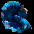 Betta Fish Live Wallpaper FREE icon