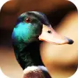 Icon of program: Duck Sounds