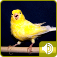 Icono de programa: Canary Bird Sounds