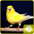 Icon of program: Canary Bird Sounds