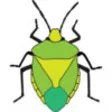 Icon of program: FSC Shieldbugs