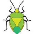 Icon of program: FSC Shieldbugs