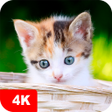 Icon of program: Kitten Wallpapers 4K