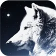 Icon of program: Wolf Wallpaper