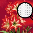 Icon of program: Amaryllis Flowers Color B…