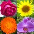 Icon of program: Flowers - Botanical Quiz …