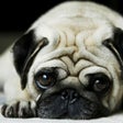 Icon of program: Dog Wallpaper & Backgroun…