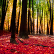 Icon of program: Autumn Landscape Wallpape…