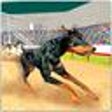 Icono de programa: Greyhound K9 Dog Race Spr…
