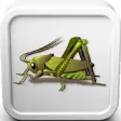 Icon of program: Cricket Insect Sounds Rin…