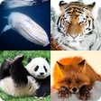 Icon of program: Learn All Mammals - Anima…