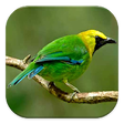 Icon of program: Jenis Burung Kicau