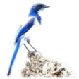 Icon of program: Bluejay