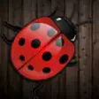 Icon of program: Ladybug Solitaire