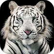 Icono de programa: White Tiger Live Wallpape…