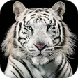 Icon of program: White Tiger Live Wallpape…