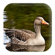 Icono de programa: Goose Sounds