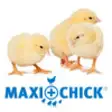 Icon of program: MaxiChick breeder Calcula…