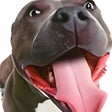 Icono de programa: audio book - dog training