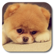 Icono de programa: Q Puppy Live Wallpaper