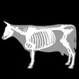 Icon of program: 3D Bovine Anatomy