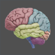 Icon of program: 3D Brain for Windows 10