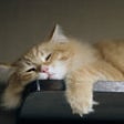Icon of program: Cute Cats - Wallpapers & …