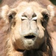Icon of program: Talking Camel