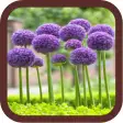 Icon of program: Allium Flowers Beauty