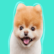 Boo: World's Cutest Dog icon