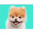 Icon of program: Boo: World's Cutest Dog