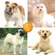 Icon of program: Puppy Guess:Predict And R…