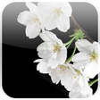 Icon of program: Lovely Sakura Live Wallpa…