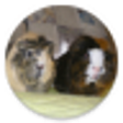 Icon of program: Sounds of guinea pigs