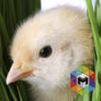 Icon of program: Chick Simulator