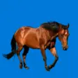 Icon of program: Horse Picker Pro for Wind…