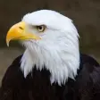 Icon of program: Eagle Calls - Great Bird …