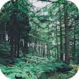 Icon of program: Forest Wallpapers HD (bac…
