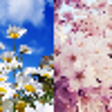 Discover the seasons for Windows 8 icon