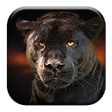 Black Panther Sounds icon