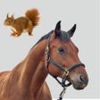 Icono de programa: Encyclopedia Animals for …