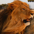 Icono de programa: Angry Lion Wild Simulator