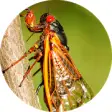 Icon of program: Cicada Sounds