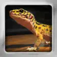 Icon of program: Lizard Flip: Flashcards o…