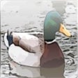 Icon of program: Waterfowl Hunting - Duck …