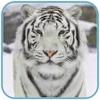 Icon of program: Snow Tiger Live Wallpaper