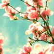 Icon of program: Little Flowers